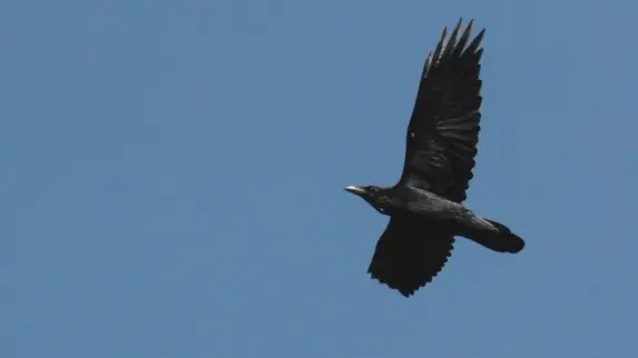 Un couple de grands corbeau niche dans ce secteur de Dordogne