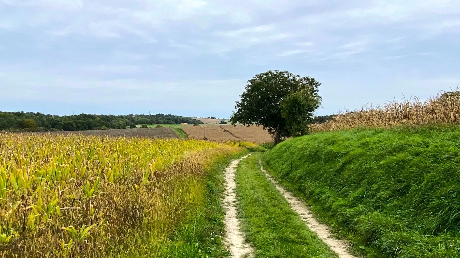 VALEUIL-Boucle de Valeuil-Chemin
