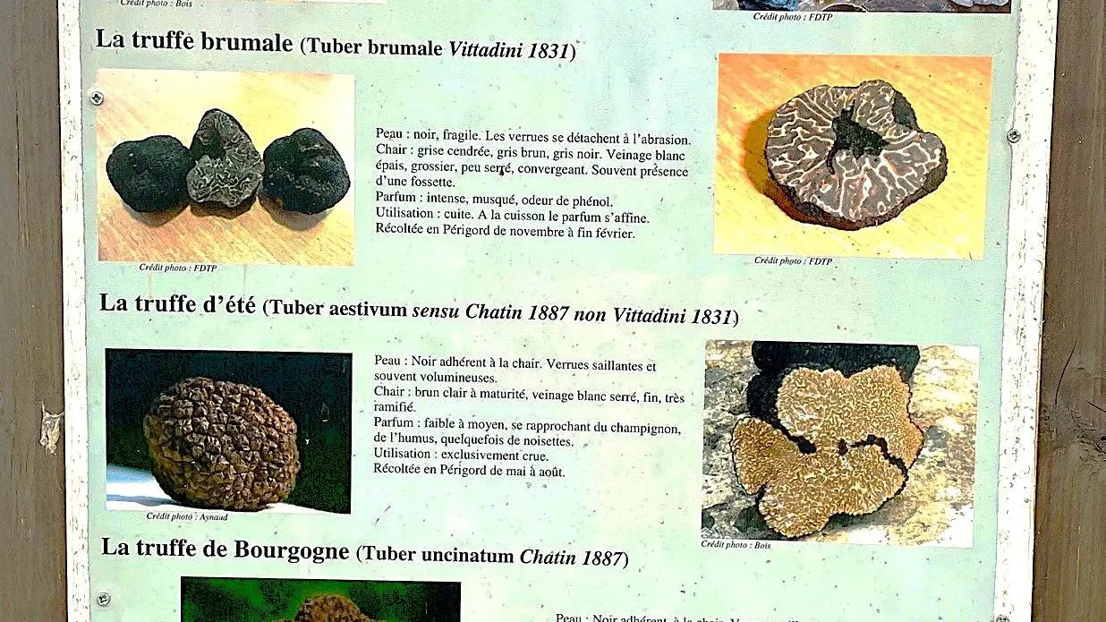 VALEUIL-Boucle de Valeuil-PAnneau Truffiere