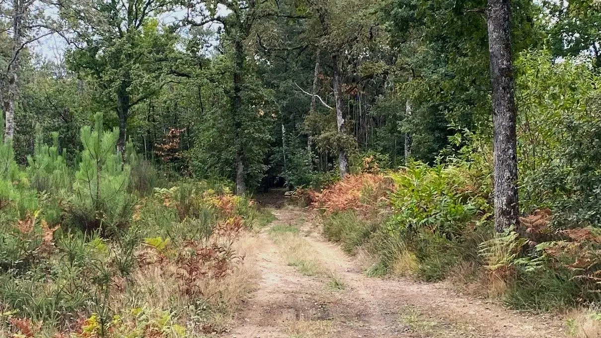 VERGT-Boucle des Crêtes-Chemin 2