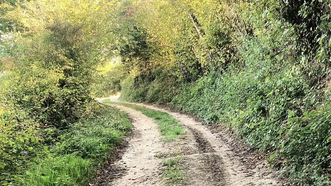 VEYRINES-DE-DOMME-Boucle de Lapeyre-Chemin