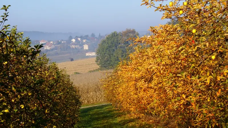 Vergers des Grangiers automne