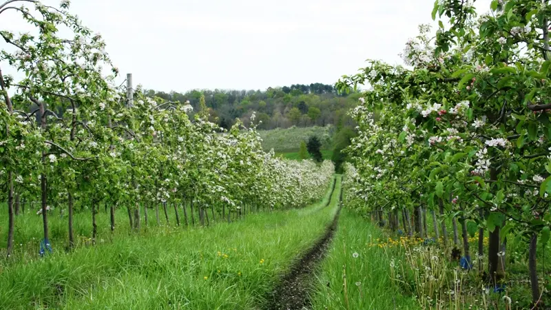 Vergers des Grangiers en fleurs