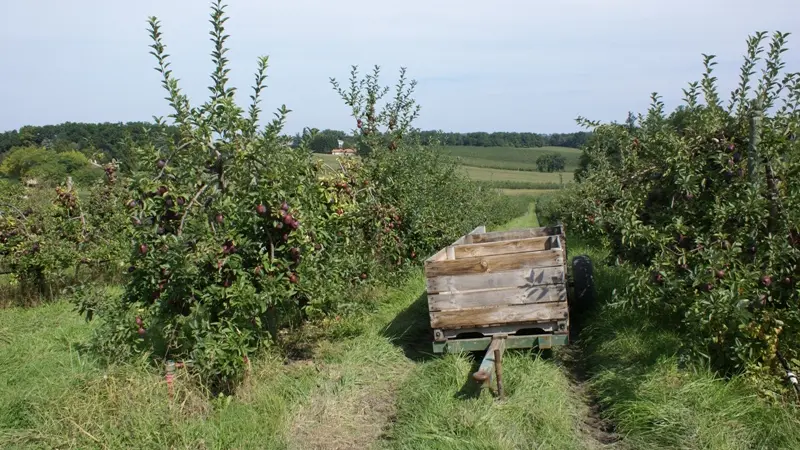 Vergers des Grangiers été