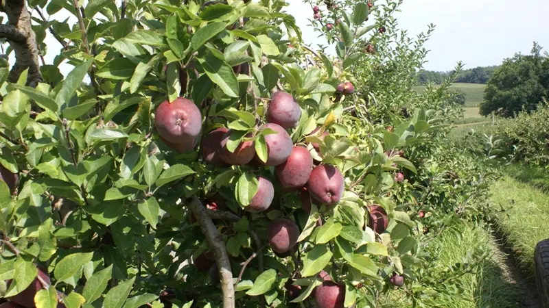 Vergers des Grangiers pommes mûres