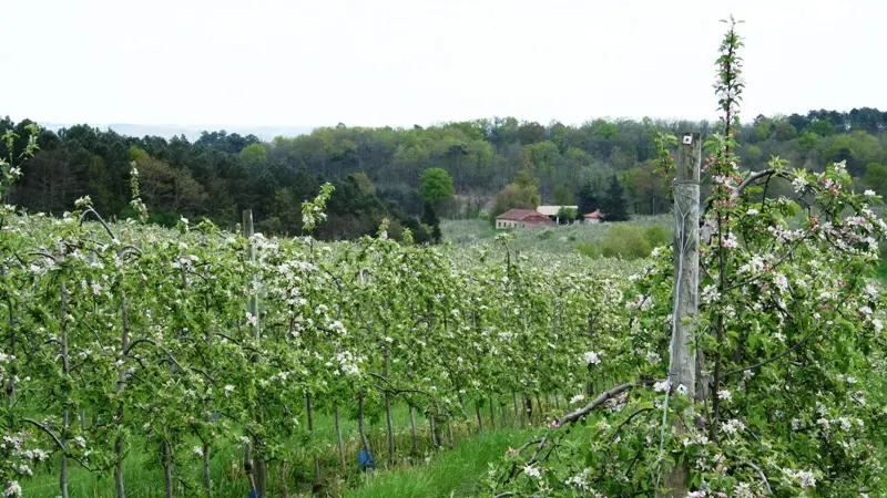 Vergers des Grangiers printemps