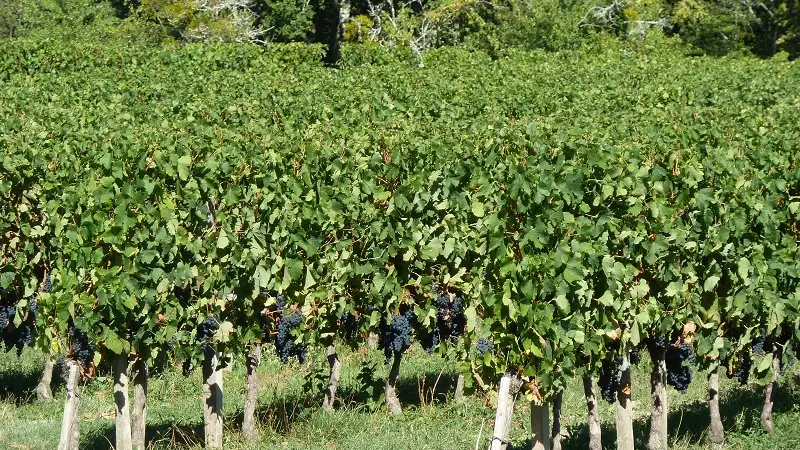 Les vignes du château La Plante