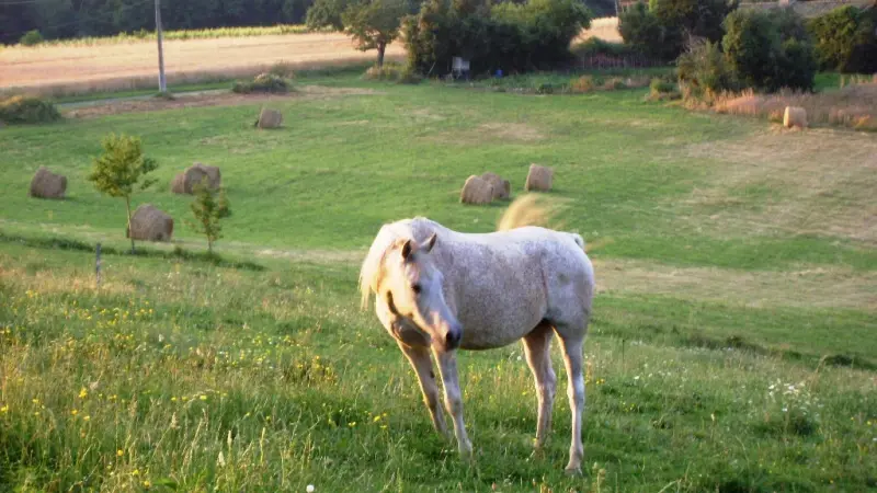 au-cheval-qui-brouste-prairie