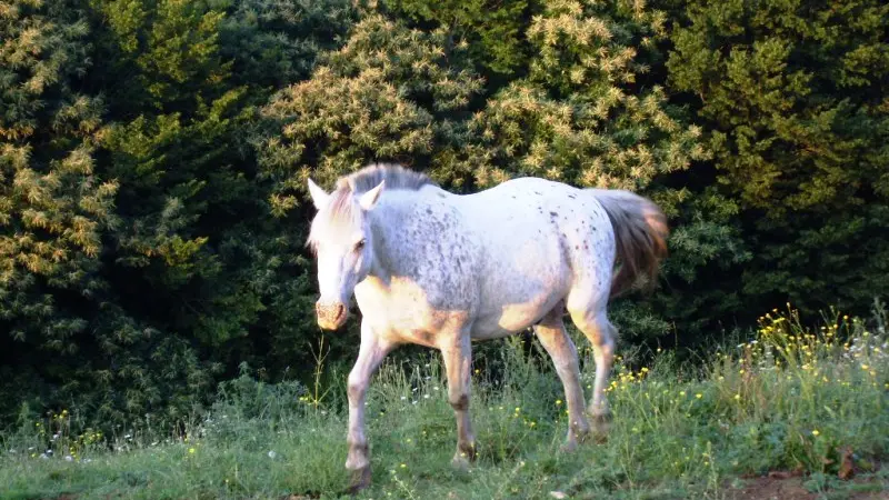 au-cheval-qui-brouste-trot