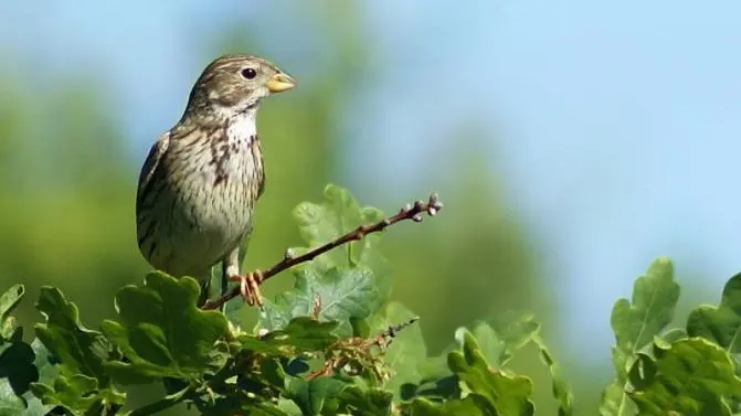 Le chant du bruant proyer accompagne partout le promeneur