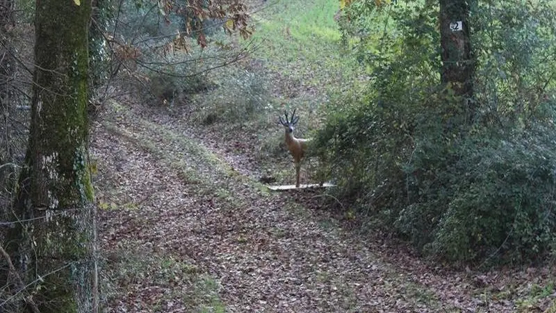 Le Bel Oiseau tir à l'arc