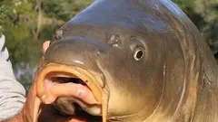 carpe