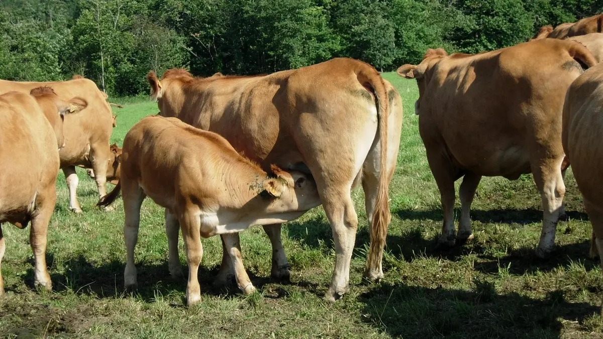 chaulnes-vaches-pré