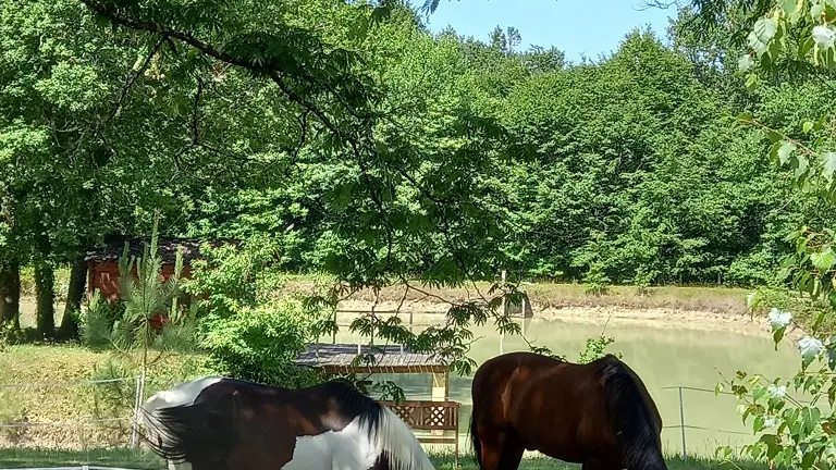 chambre-dhotes-jardin-de-myrtille-chevaux