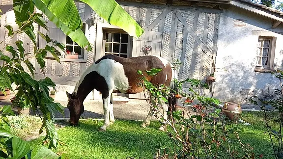 chambre-dhotes-jardin-de-myrtille-cheval-entrée