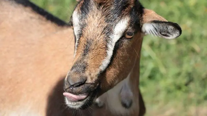 chevre-9
