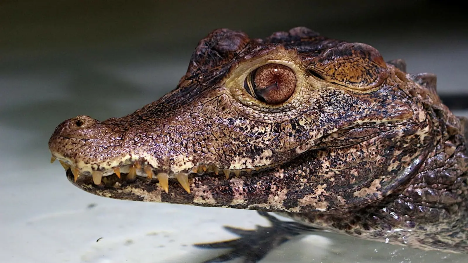 Reptiland