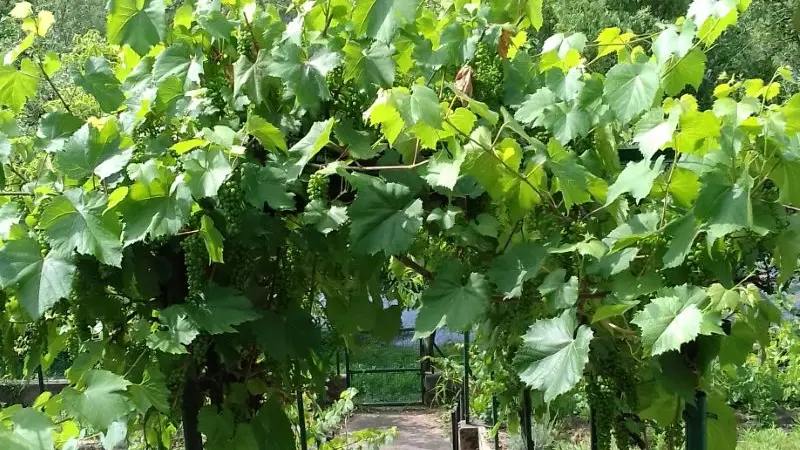 extérieur 2 accés au jardin (002)