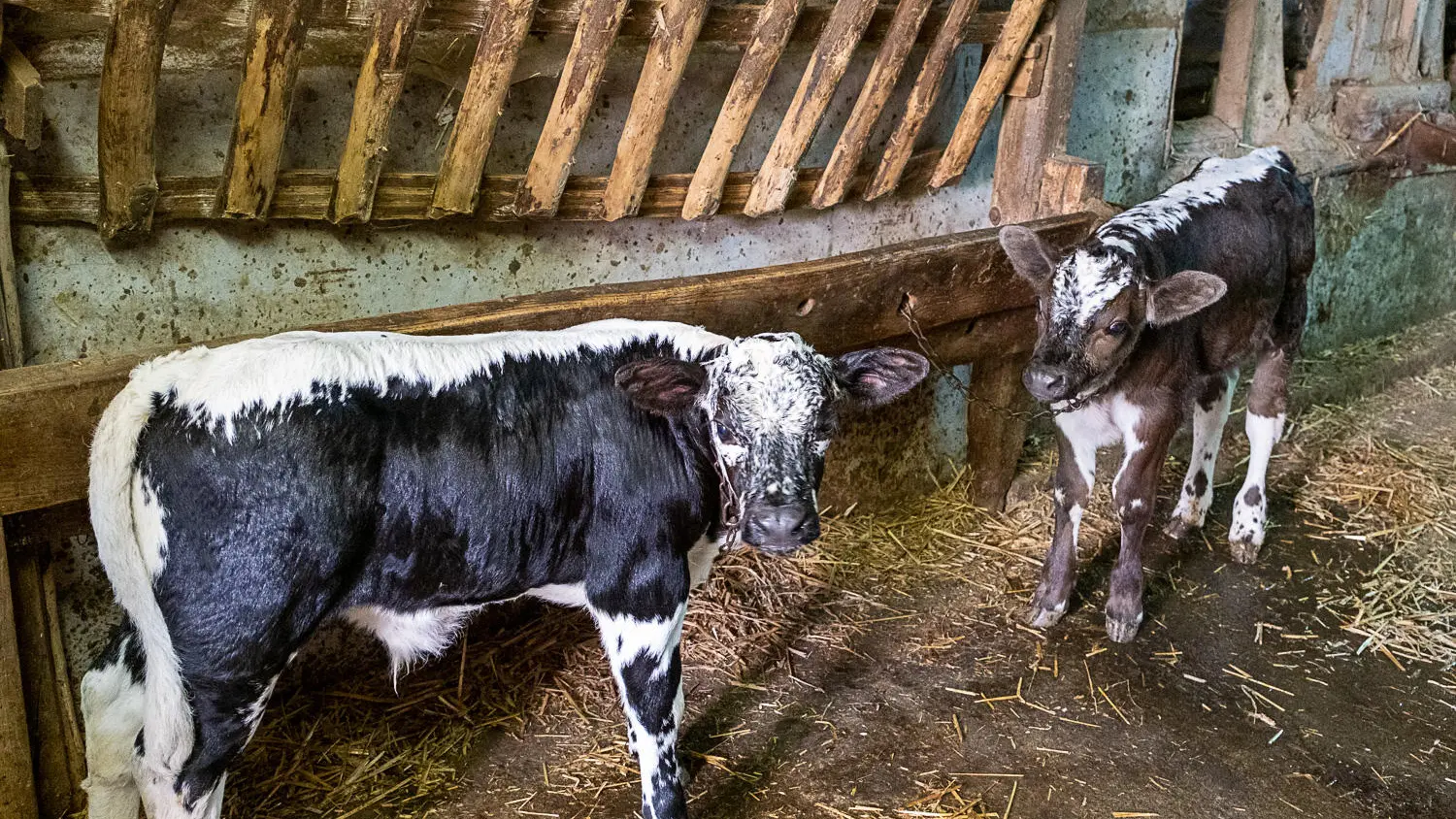 ferme de beausoleil-0837