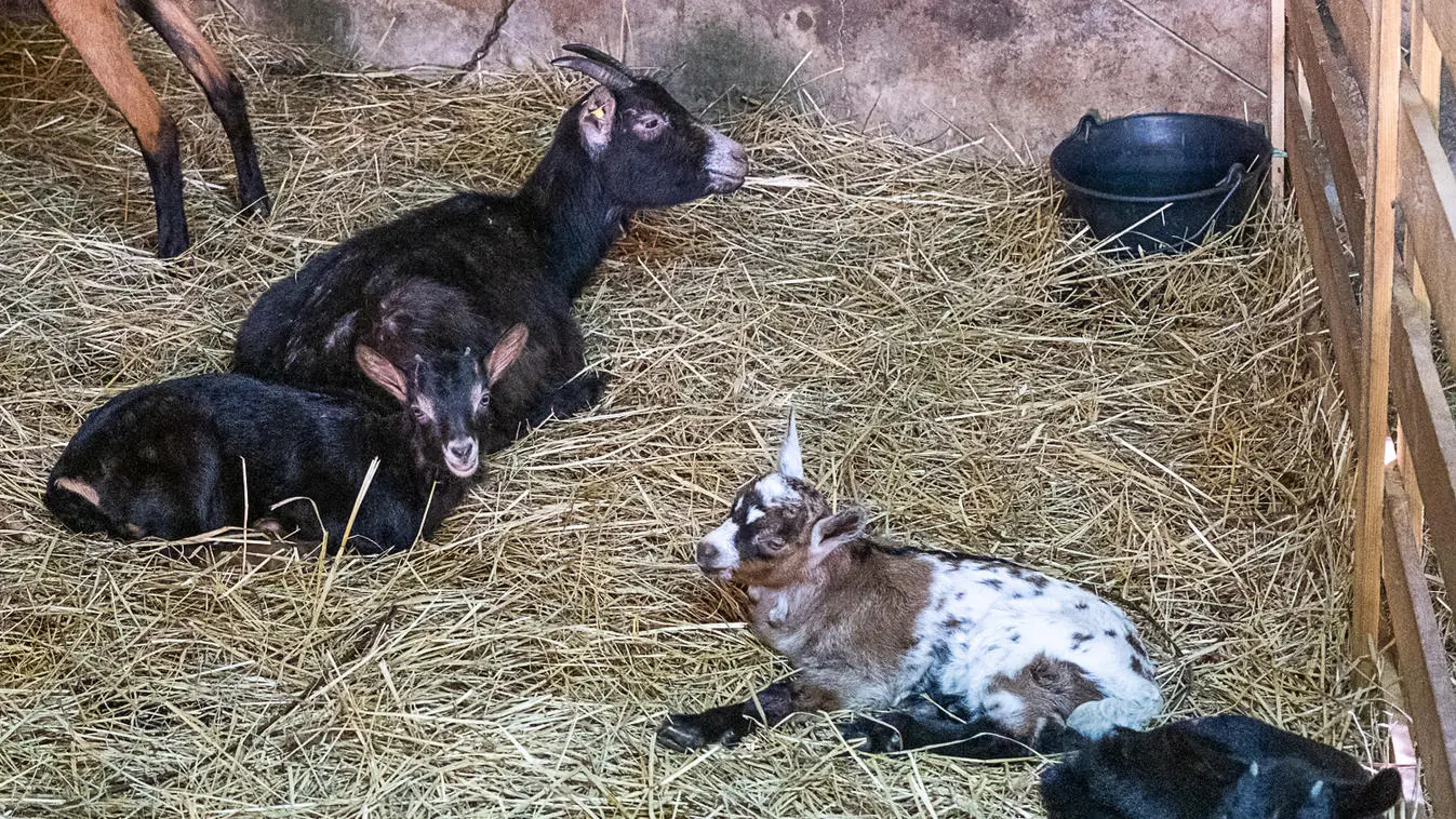 ferme de beausoleil-0841