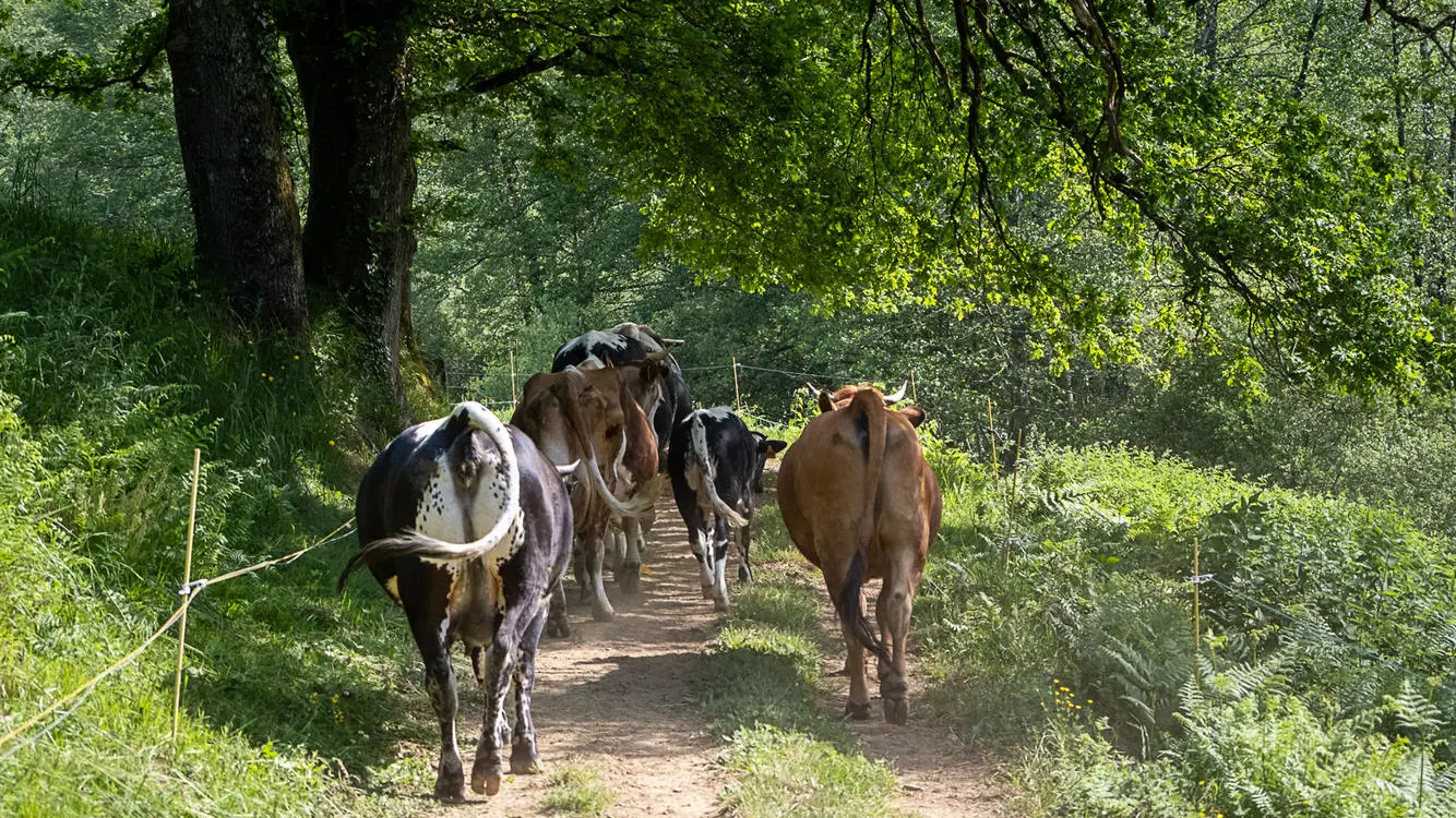 ferme de beausoleil-0859