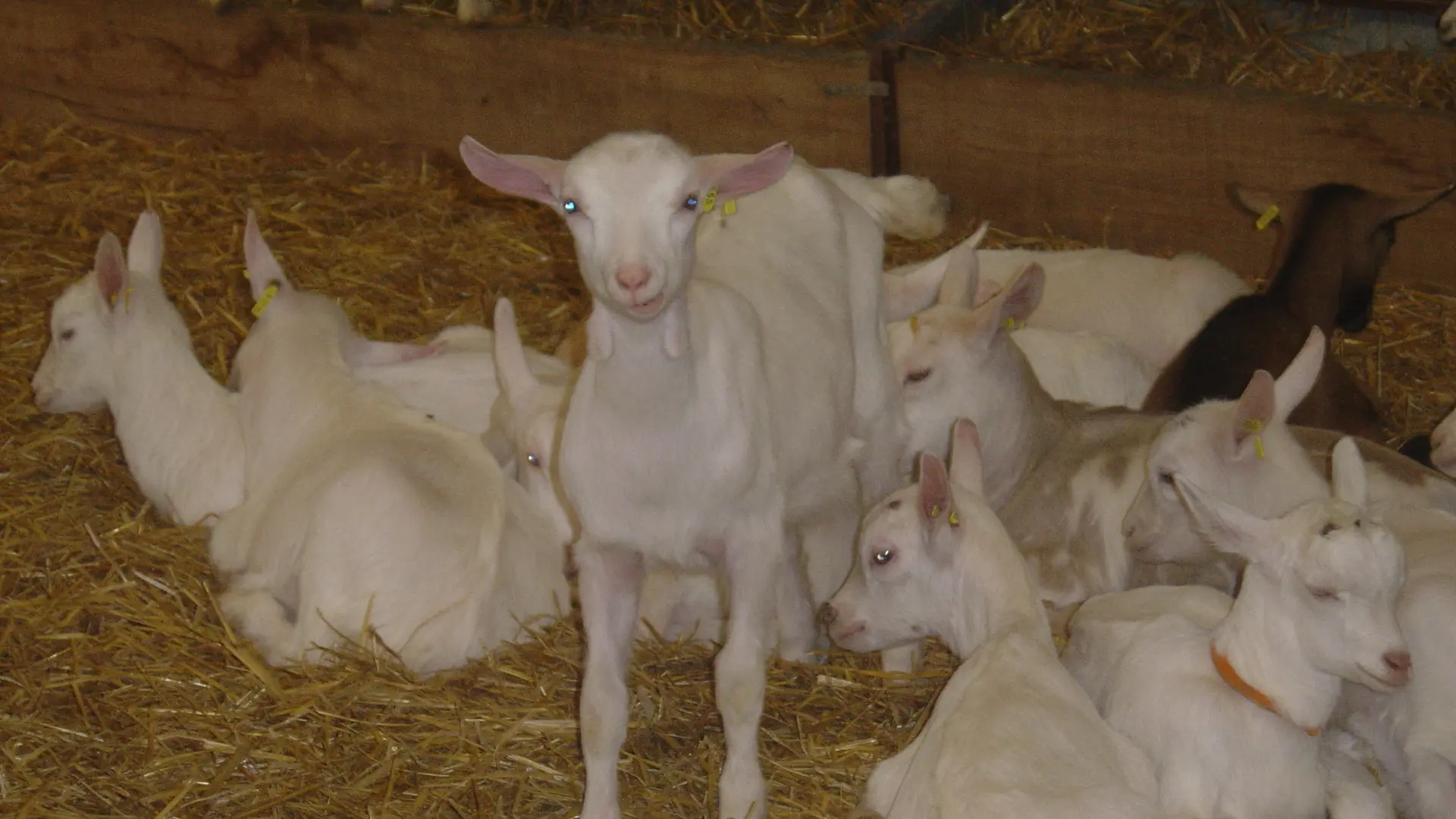 ferme des terres vieilles