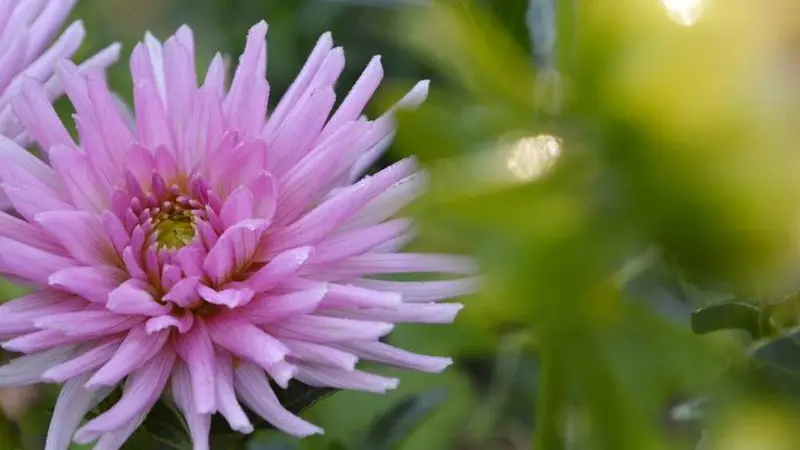fleur-14