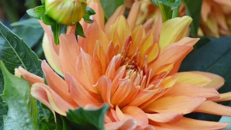 fleur-2-2
