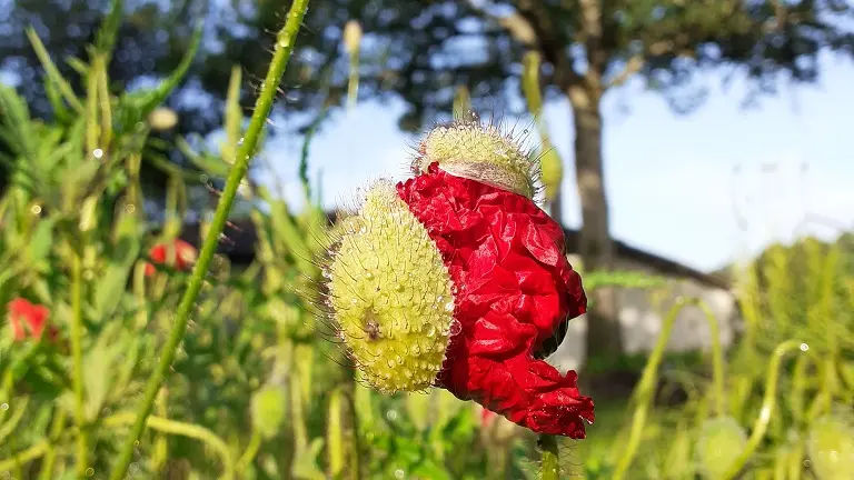 Une belle fleur à naître ...