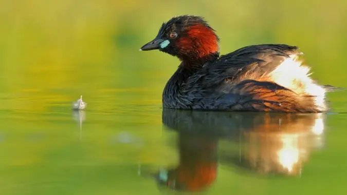 Grèbe castagneux en plumage nuptial