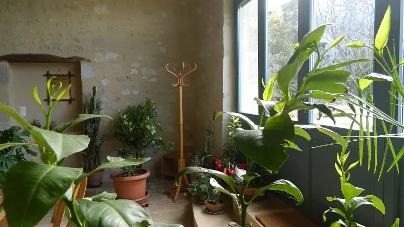 jardin intérieur