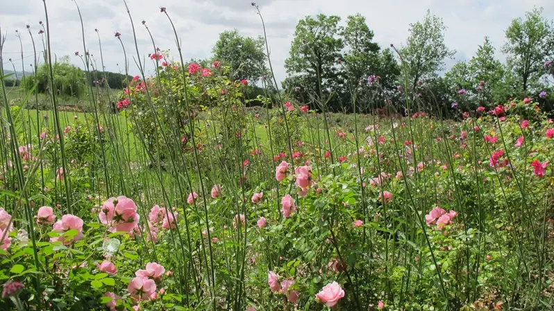 jardinpimpinellifolia_11