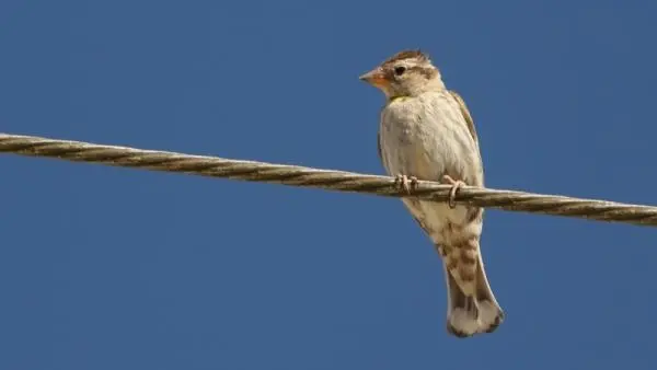 Quelques secteurs accueillent de belles populations de moineaux soulcies