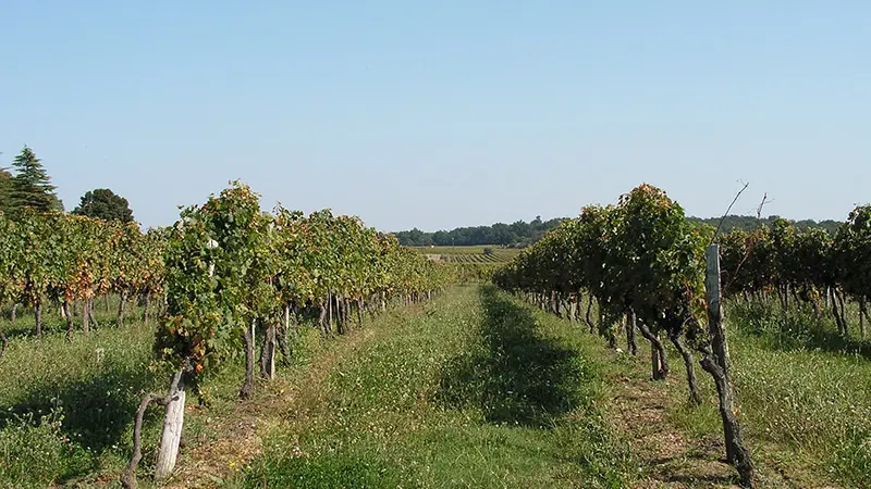nastringues-vignes