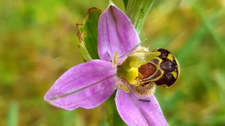ophrys DG