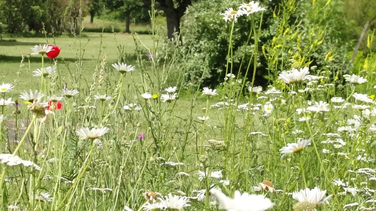 parc botanique Neuvic marguerites