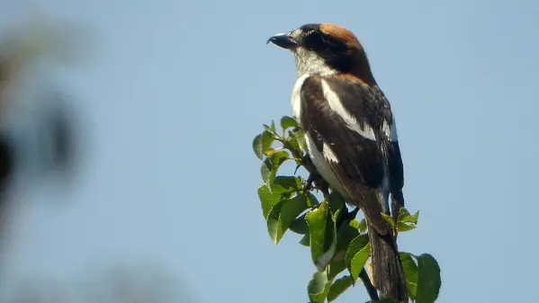 la pie-grièche à tête rousse est rare mais régulière.