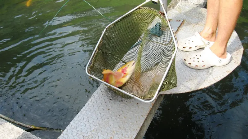 pisciculture moulin de Boissonnie Douzillac  bassin truites