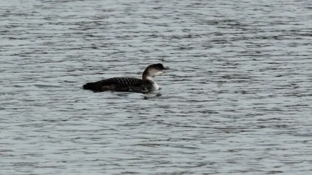 Le plongeon imbrin est régulièrement observé lors des froids hivers