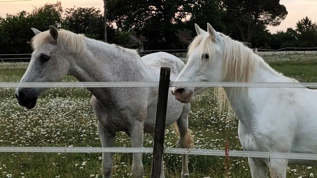 remotely.chevaux
