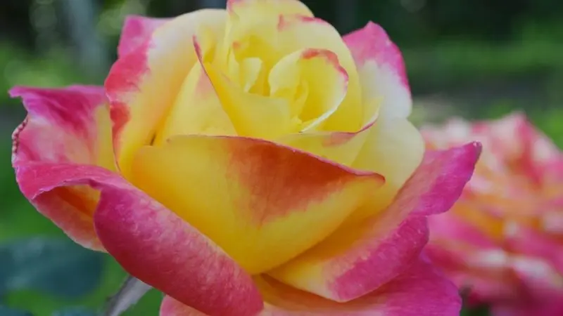 rose-2-2