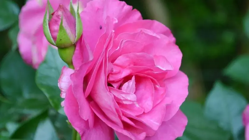 rose-2