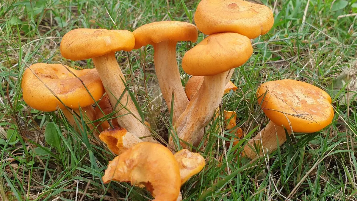 saint pierre de cole girolles