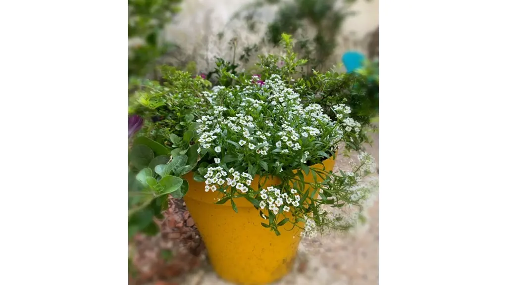 serendipity_fleurpotjaune
