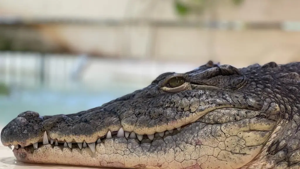 sobek 2