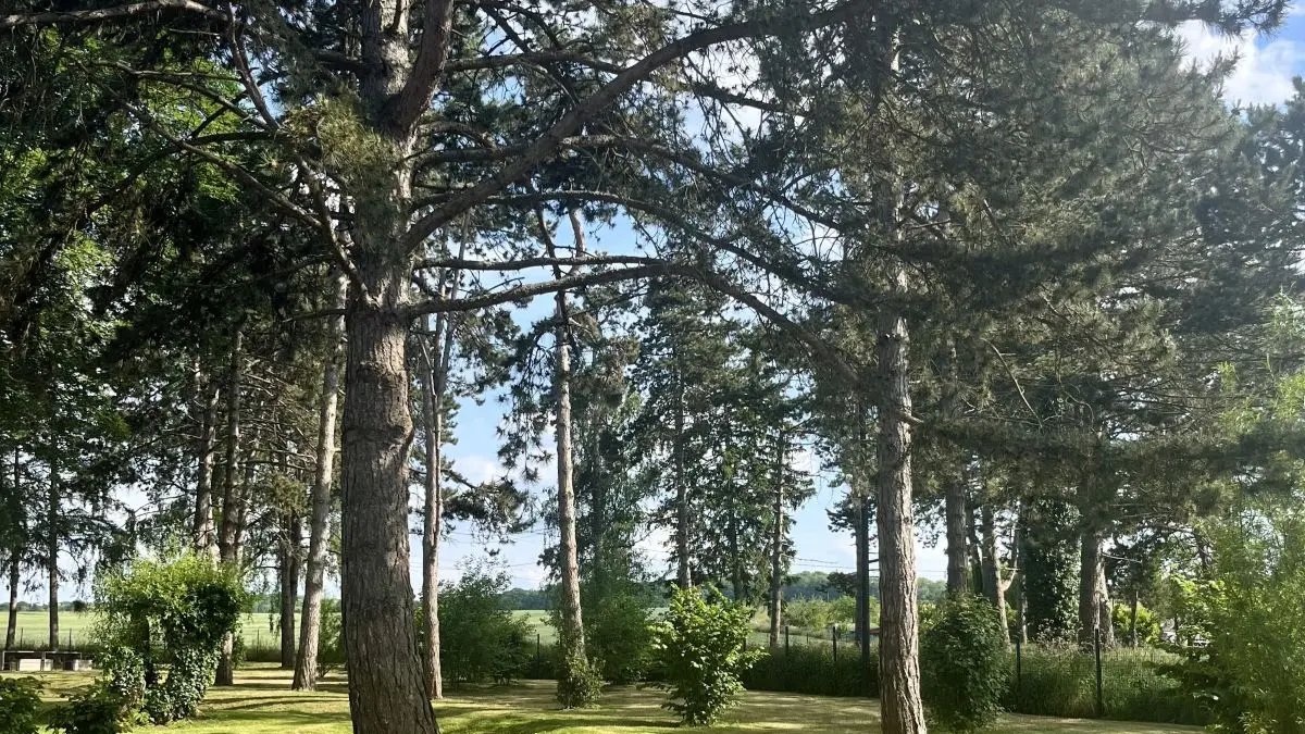 Aire de camping-cars verdure