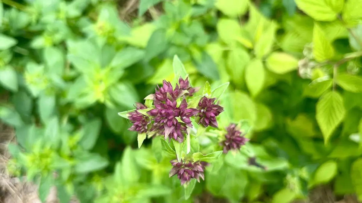 Aire de camping-cars fleur