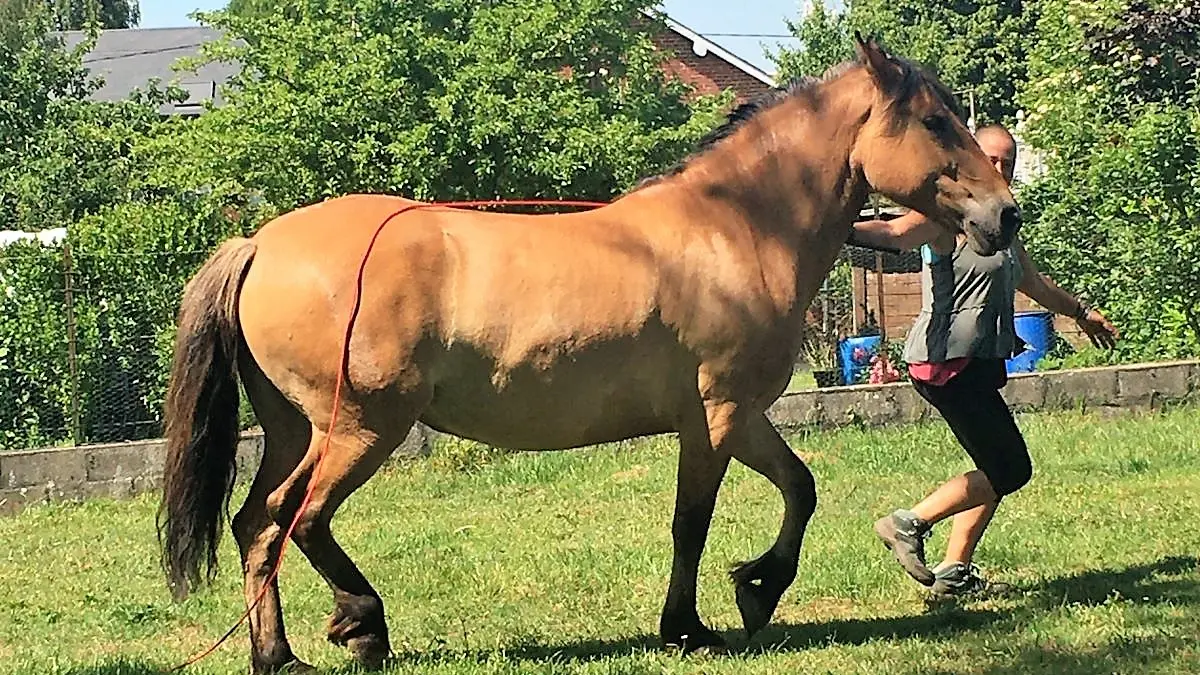 Aspirience courir avec le cheval