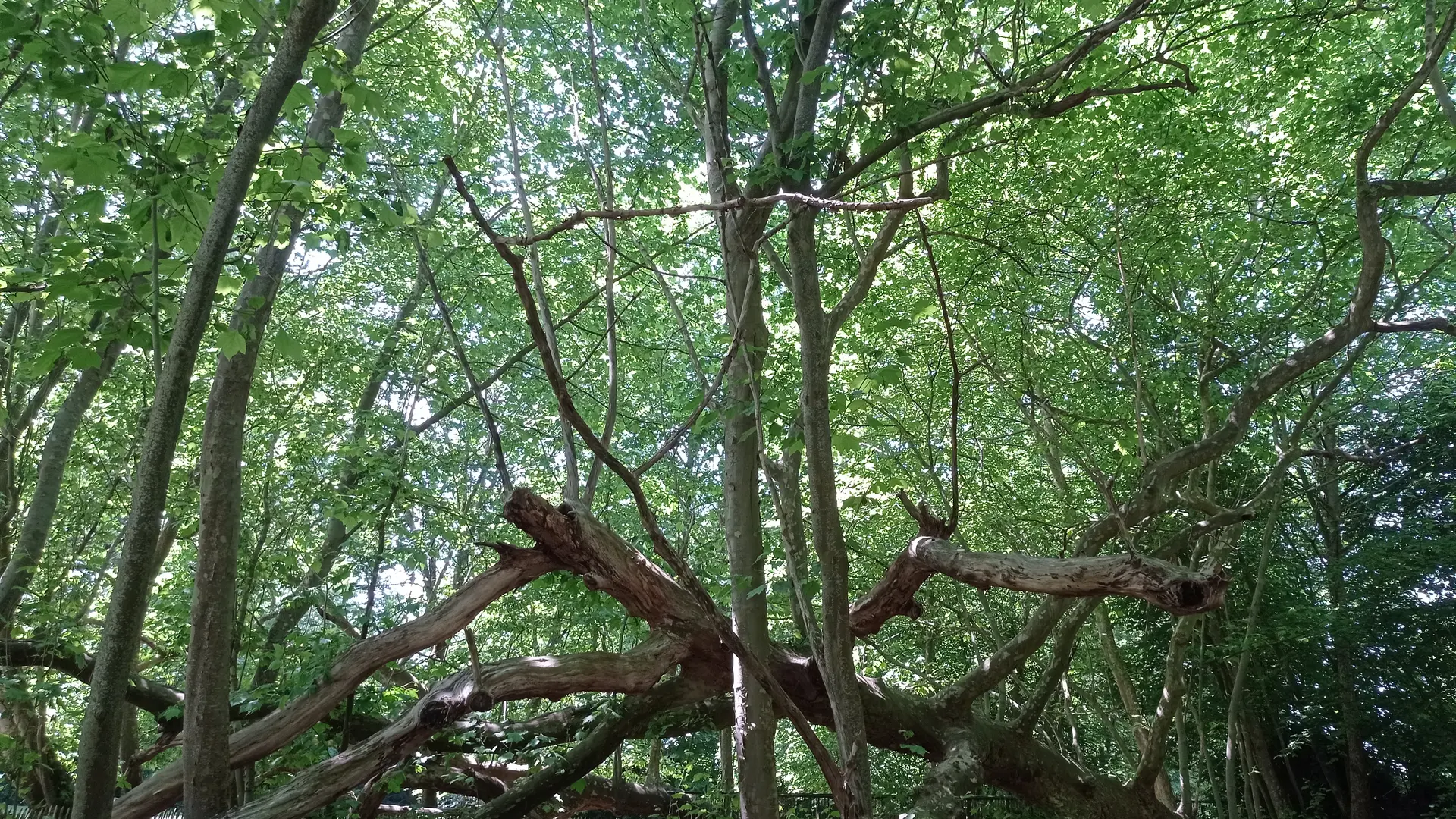 Arbres couchés parc environnemental Frédéric Passy