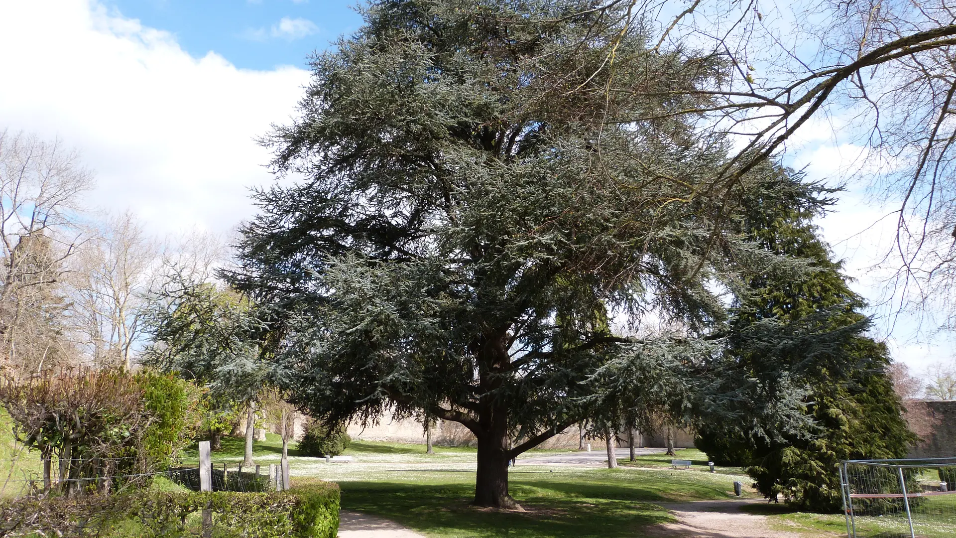 Château de Gisors, arbre du parc